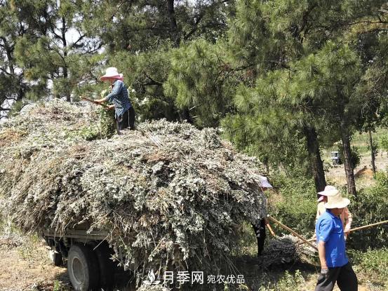 南陽(yáng)市桐柏縣黃崗鎮(zhèn)：山間艾草變身脫貧致富“金葉子”(圖2)