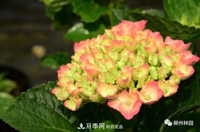 植物花木界的色彩魔法師——繡球花(圖6)