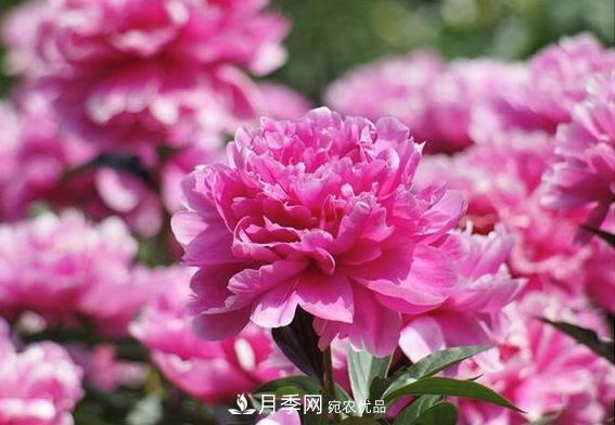 小花園攻略：小型喬木和月季花卉更配喔(圖6)