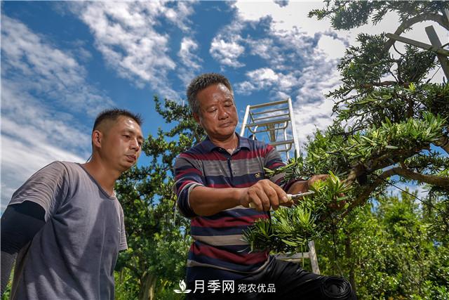 一樹一景，湖南長沙花木造型師的“雙搶”季(圖2)