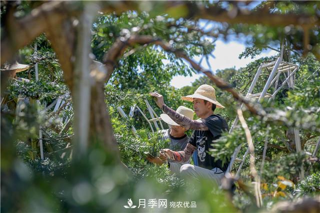 一樹一景，湖南長沙花木造型師的“雙搶”季(圖3)