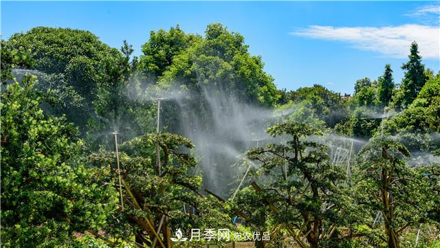 一樹一景，湖南長沙花木造型師的“雙搶”季(圖4)