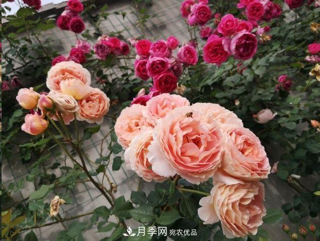 月季和薔薇有什么區(qū)別？買苗木前先知道4點，可省一大筆！(圖1)