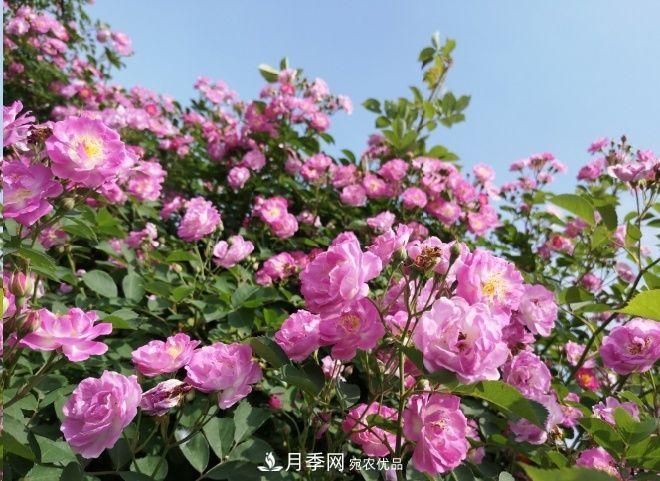 月季和薔薇有什么區(qū)別？買苗木前先知道4點，可省一大筆！(圖2)