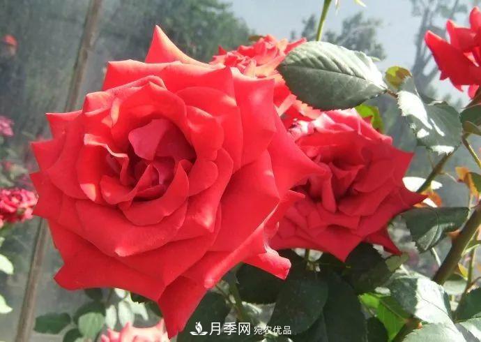 紅衣主教大花月季，花型漂亮，非常耐開(圖2)