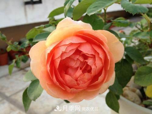 月季界的4大開花品種，養(yǎng)2種就擁有一個(gè)花園(圖4)