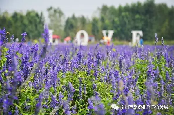 南陽旅游大發(fā)展：月季樹藝 齊爭芬芳 百花開放 滿園春色(圖4)