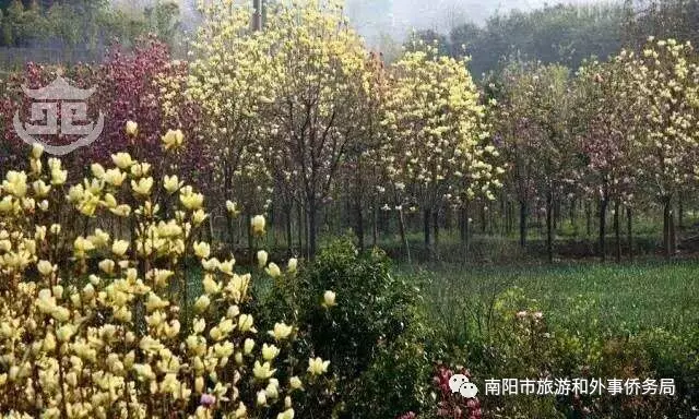 南陽旅游大發(fā)展：月季樹藝 齊爭芬芳 百花開放 滿園春色(圖2)