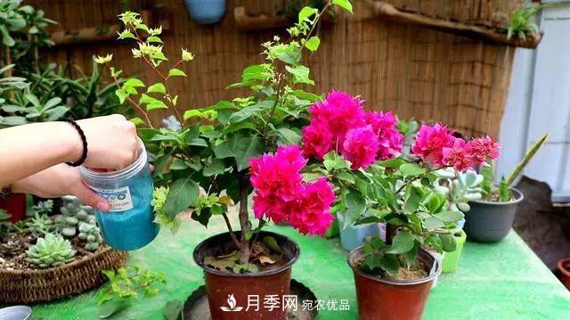 磷酸二氫鉀月季促花“效果不好”？可能是用錯了，快看看正確的方法(圖3)