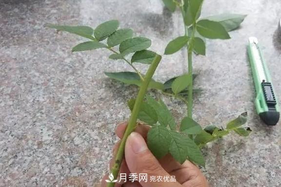 青島路邊用月季美化，開的月季花比拳頭大，原來是月季嫁接的薔薇(圖4)