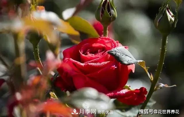 養(yǎng)月季就要用淺盆，月季開(kāi)花不好換個(gè)盆，天天爆花(圖1)