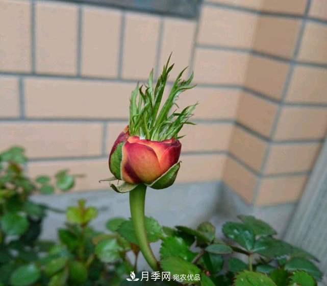 月季花施肥需要注意什么？(圖2)