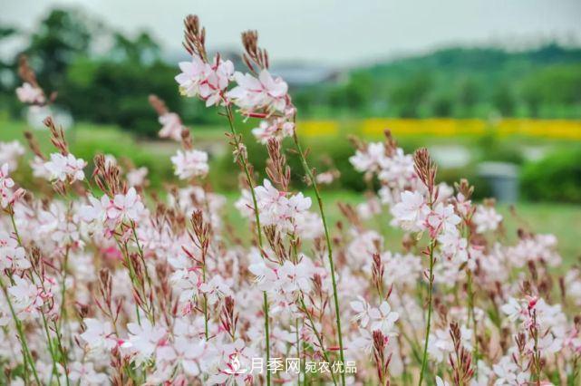 蘇洲金雞湖畔！大美月季花海！(圖16)