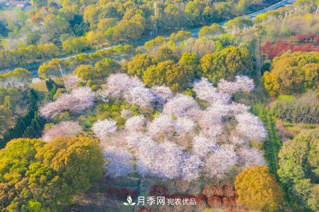 蘇洲金雞湖畔！大美月季花海！(圖20)