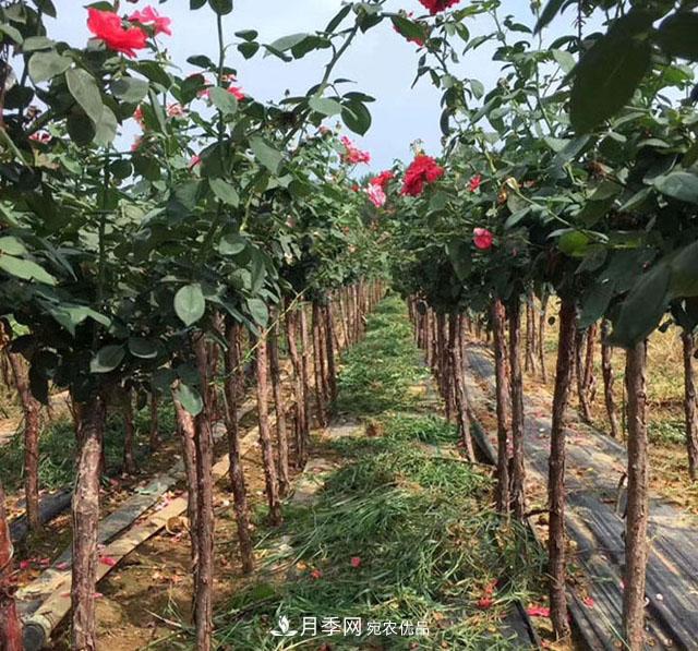 青海樹狀月季苗圃培育，月季嫁接栽培技術(shù)(圖1)