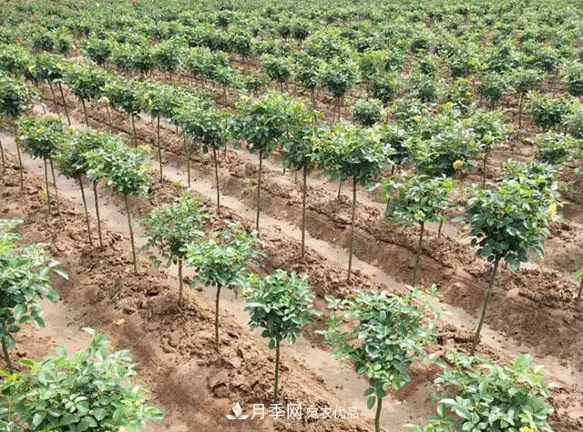 青海樹狀月季苗圃培育，月季嫁接栽培技術(shù)(圖2)