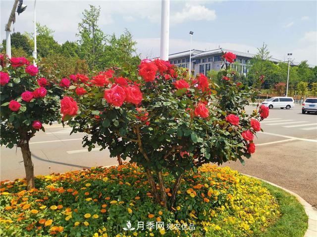 昆明呈貢街頭1487株樹狀月季花正艷，月季花開扮靚春城(圖1)