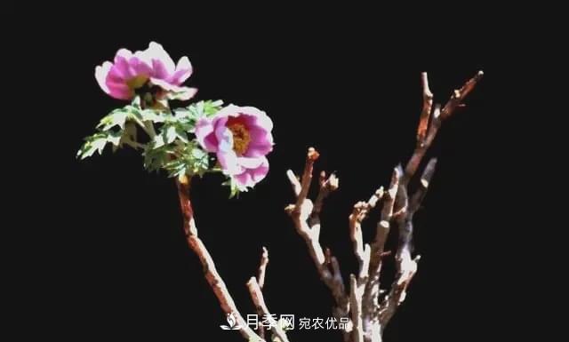 假花開始橫行，擦亮眼睛，秋天這3種***容易造假(圖3)