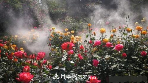 40萬株月季繁花似錦，鄭州月季公園邀你來(圖1)