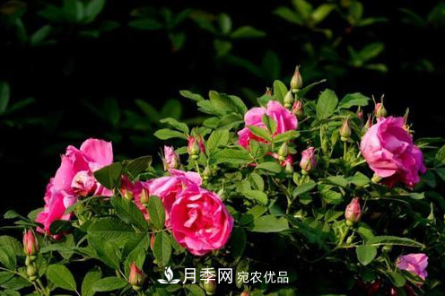 40萬株月季繁花似錦，鄭州月季公園邀你來(圖2)