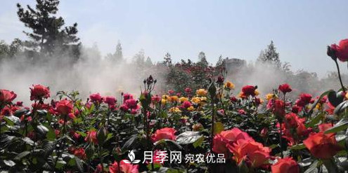 40萬株月季繁花似錦，鄭州月季公園邀你來(圖4)