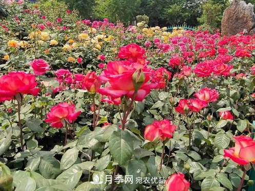 40萬株月季繁花似錦，鄭州月季公園邀你來(圖3)