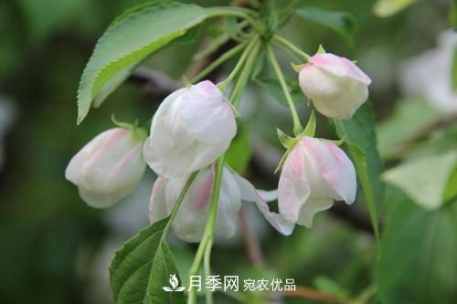 園林綠化常用觀花喬木，花開(kāi)五彩、絢麗奪目，每種都很有特色(圖2)