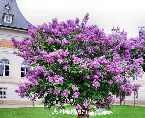 園林綠化常用觀花喬木，花開(kāi)五彩、絢麗奪目，每種都很有特色(圖5)