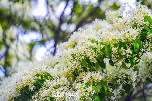 園林綠化常用觀花喬木，花開(kāi)五彩、絢麗奪目，每種都很有特色(圖9)