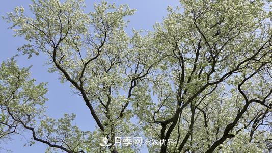 園林綠化常用觀花喬木，花開(kāi)五彩、絢麗奪目，每種都很有特色(圖7)