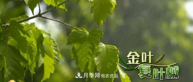 河南商丘男子種苗木，半年營業(yè)額達3000萬(圖6)