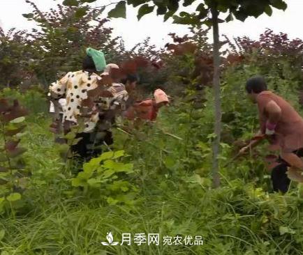 河南商丘男子種苗木，半年營業(yè)額達3000萬(圖9)