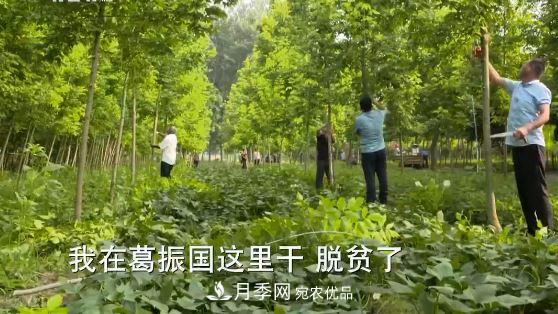 河南商丘男子種苗木，半年營業(yè)額達3000萬(圖15)