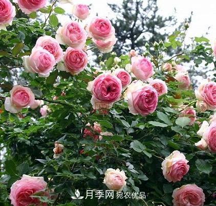 8月養(yǎng)月季花，做好4件事，不愁秋天沒花賞(圖1)