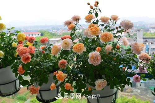 8月養(yǎng)月季花，做好4件事，不愁秋天沒花賞(圖2)