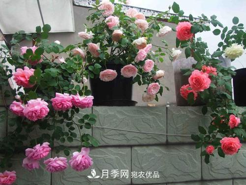 8月養(yǎng)月季花，做好4件事，不愁秋天沒花賞(圖4)