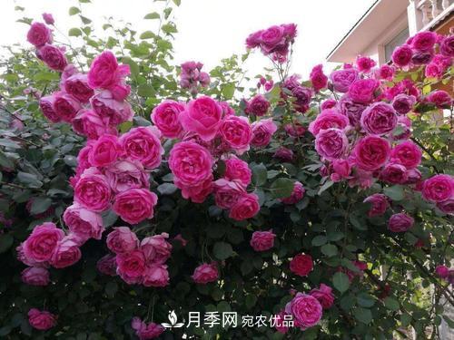 8月養(yǎng)月季花，做好4件事，不愁秋天沒花賞(圖3)