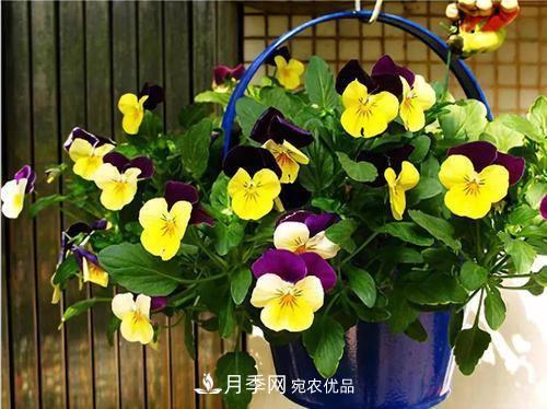 陽臺(tái)再小，也要養(yǎng)4種花，種一次年年有花賞，花期群花爭(zhēng)艷！(圖2)