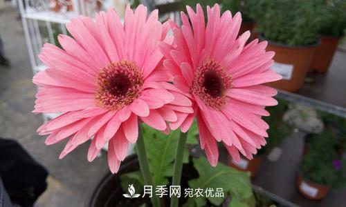 陽臺(tái)再小，也要養(yǎng)4種花，種一次年年有花賞，花期群花爭(zhēng)艷！(圖5)