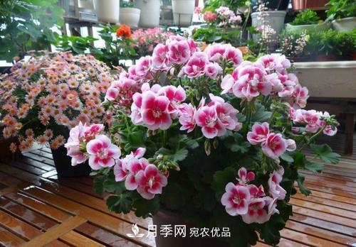 陽臺(tái)再小，也要養(yǎng)4種花，種一次年年有花賞，花期群花爭(zhēng)艷！(圖3)