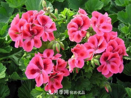 陽臺(tái)再小，也要養(yǎng)4種花，種一次年年有花賞，花期群花爭(zhēng)艷！(圖4)