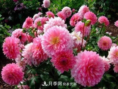 陽臺(tái)再小，也要養(yǎng)4種花，種一次年年有花賞，花期群花爭(zhēng)艷！(圖6)