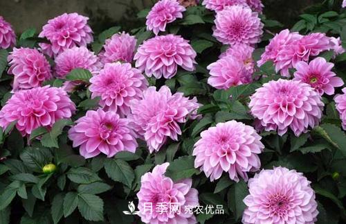 陽臺再小，也要養(yǎng)3種花，一年四季有花賞，輕松開成小花園(圖1)