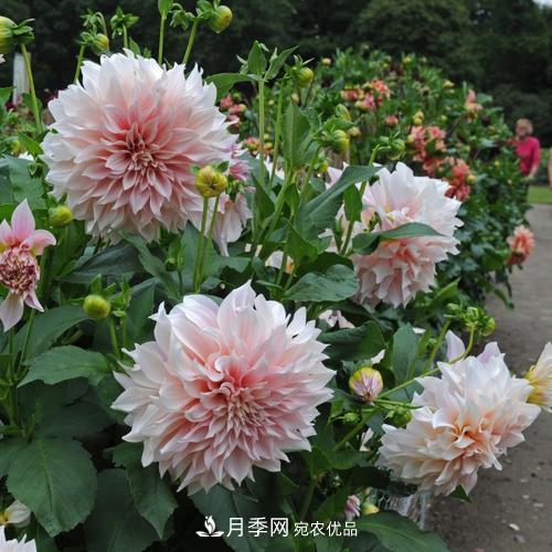 陽臺再小，也要養(yǎng)3種花，一年四季有花賞，輕松開成小花園(圖2)