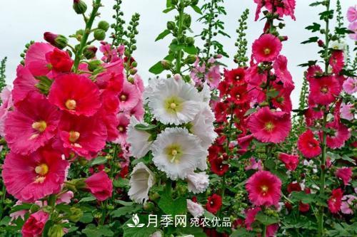 陽臺再小，也要養(yǎng)3種花，一年四季有花賞，輕松開成小花園(圖4)