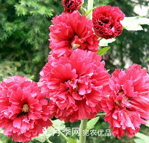 陽臺再小，也要養(yǎng)3種花，一年四季有花賞，輕松開成小花園(圖3)