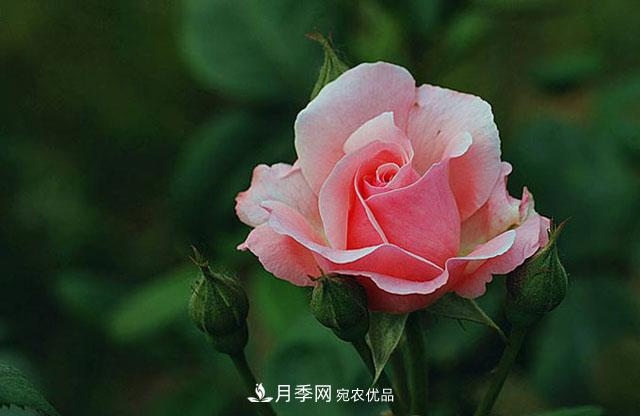 【名花】月季花的繁殖、栽培和養(yǎng)護(hù)，花色品種豐富，艷麗多彩(圖1)