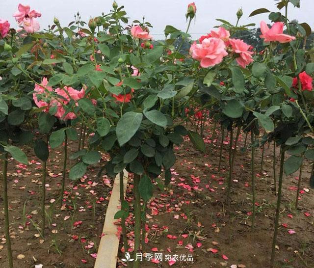 【名花】月季花的繁殖、栽培和養(yǎng)護(hù)，花色品種豐富，艷麗多彩(圖2)