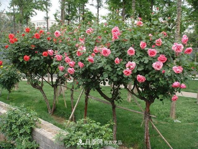 【名花】月季花的繁殖、栽培和養(yǎng)護(hù)，花色品種豐富，艷麗多彩(圖4)