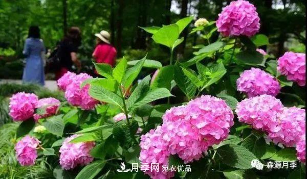 月季天冷后怎么養(yǎng)？月季花能開爆盆嗎？具體怎么養(yǎng)護(hù)呢？(圖2)